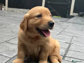 Golden Retriever dogs Kc extensively health tested boys and girls - Advert 5