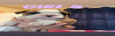 English Bulldog 7