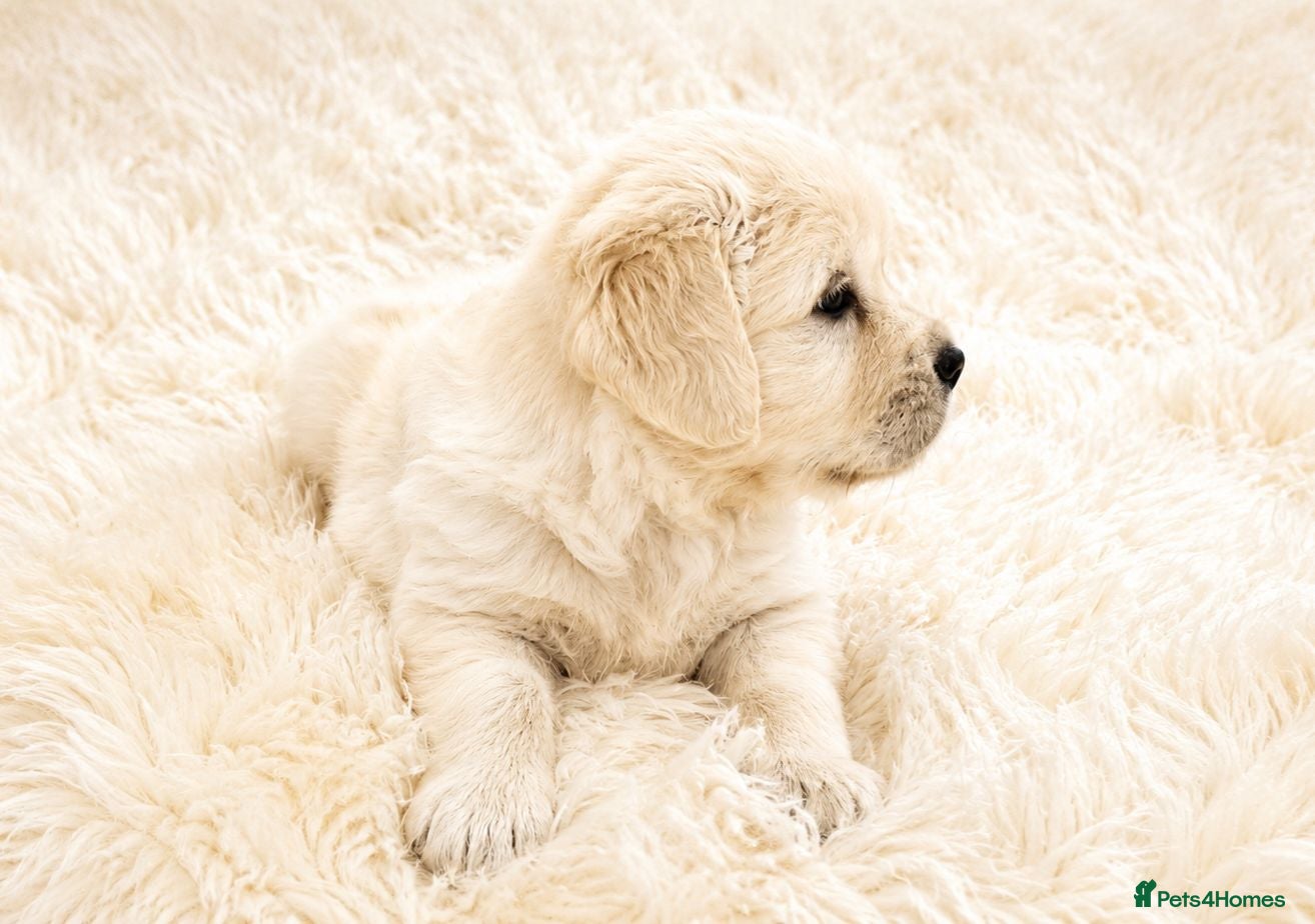 Golden Retriever dogs Newmiller Retrievers Puppies Avaliable  - Advert 2