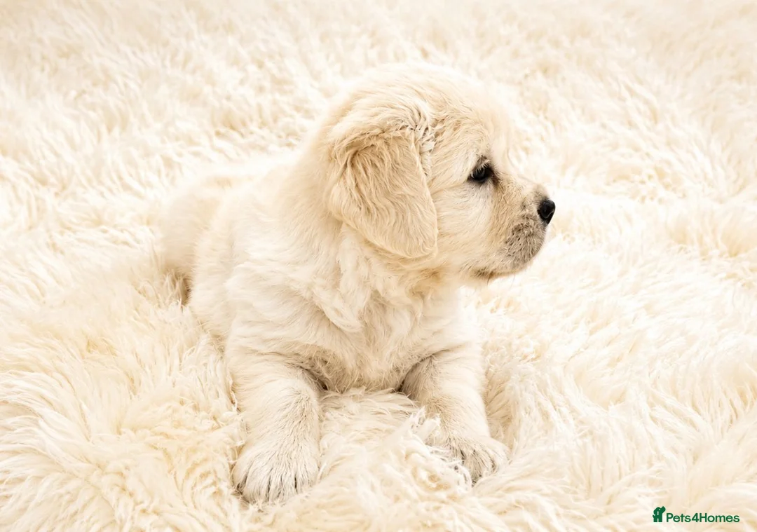 Golden Retriever dogs for sale: Newmiller Retrievers - Two Boys Avaliable  - Advert 2