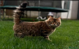 Bengal cats for sale: Cashmere Bengal !!! Don’t miss out 🤩 - Image 1