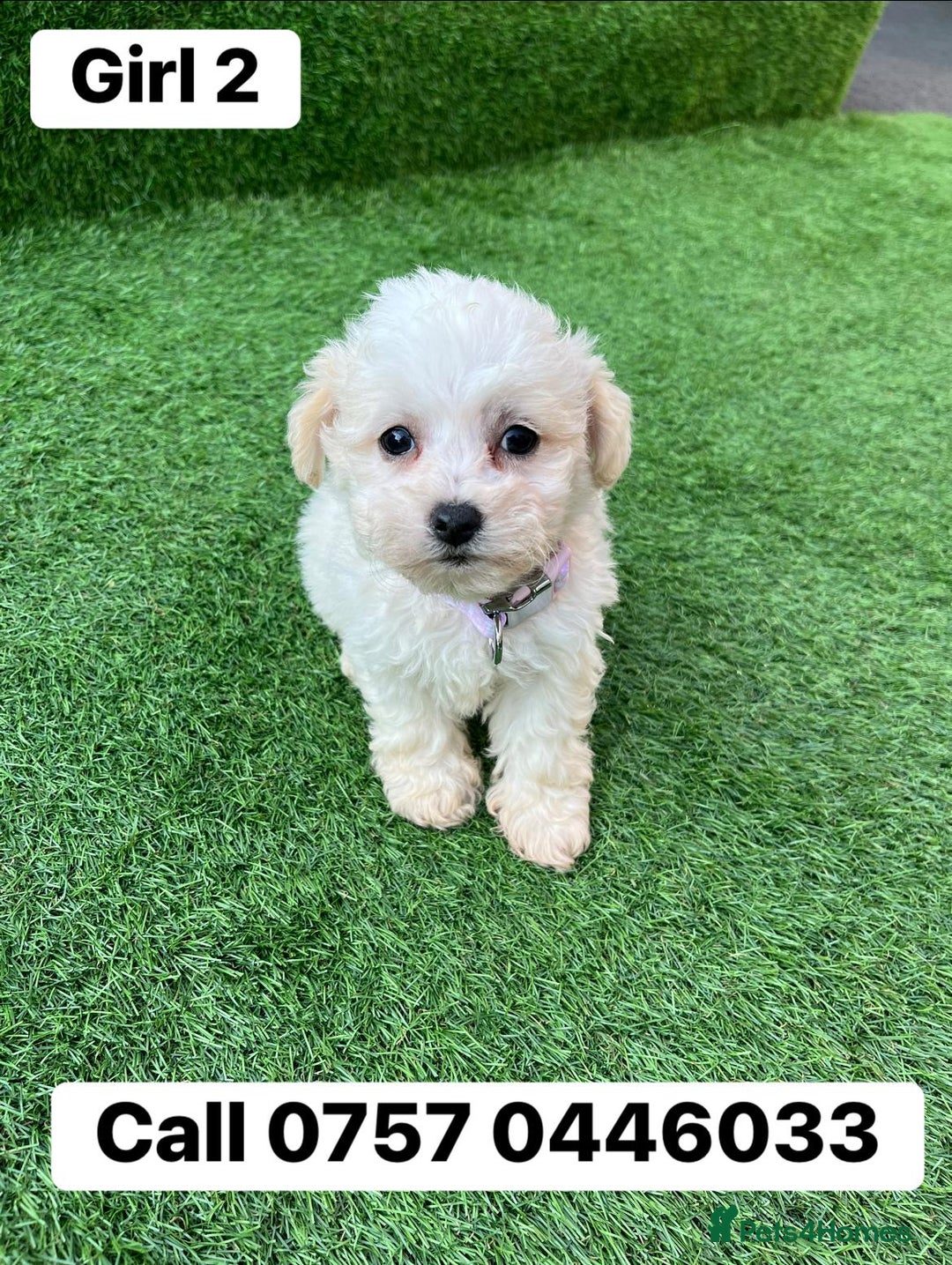 Poodle dogs for sale: Poodles pups for forever home - Image 8