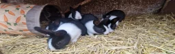 Dutch rabbits for sale: Diddy little Dutch buns- super friendly - M and F - Advert 14