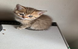 Scottish Fold cats for sale: 1 fold 2 straight Scottish darlings  - Image 33