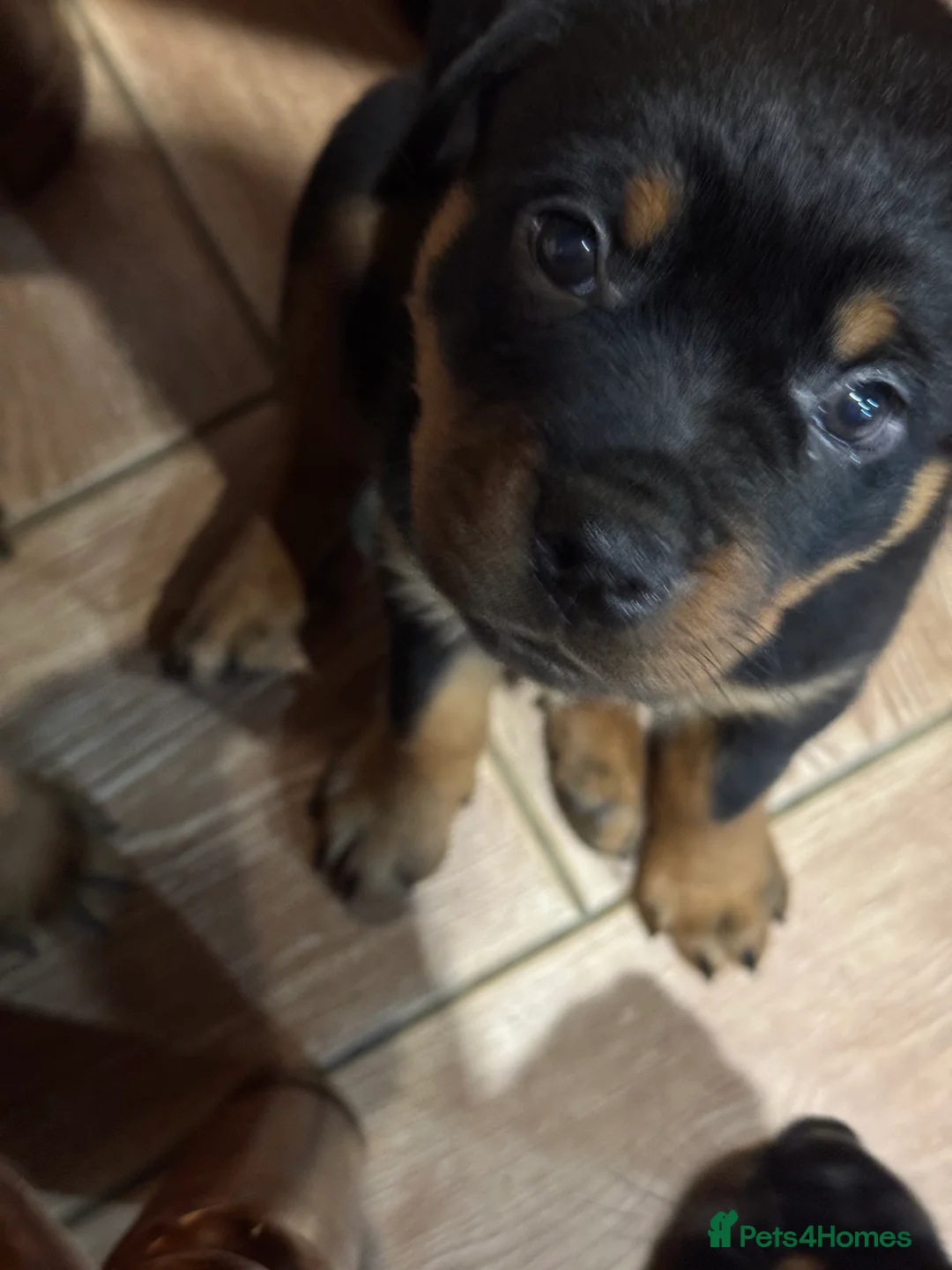 Rottweiler dogs for sale: Beautiful female Rottweiler  - Advert 5