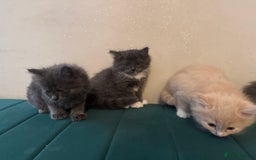 Ragdoll cats for sale: Beautiful ragdolls for sale  - Image 12