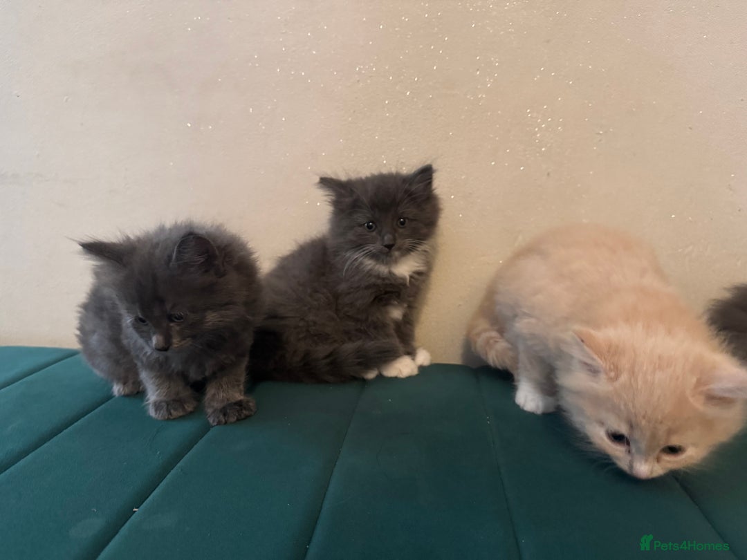 Ragdoll cats for sale: Beautiful ragdolls for sale  - Image 12