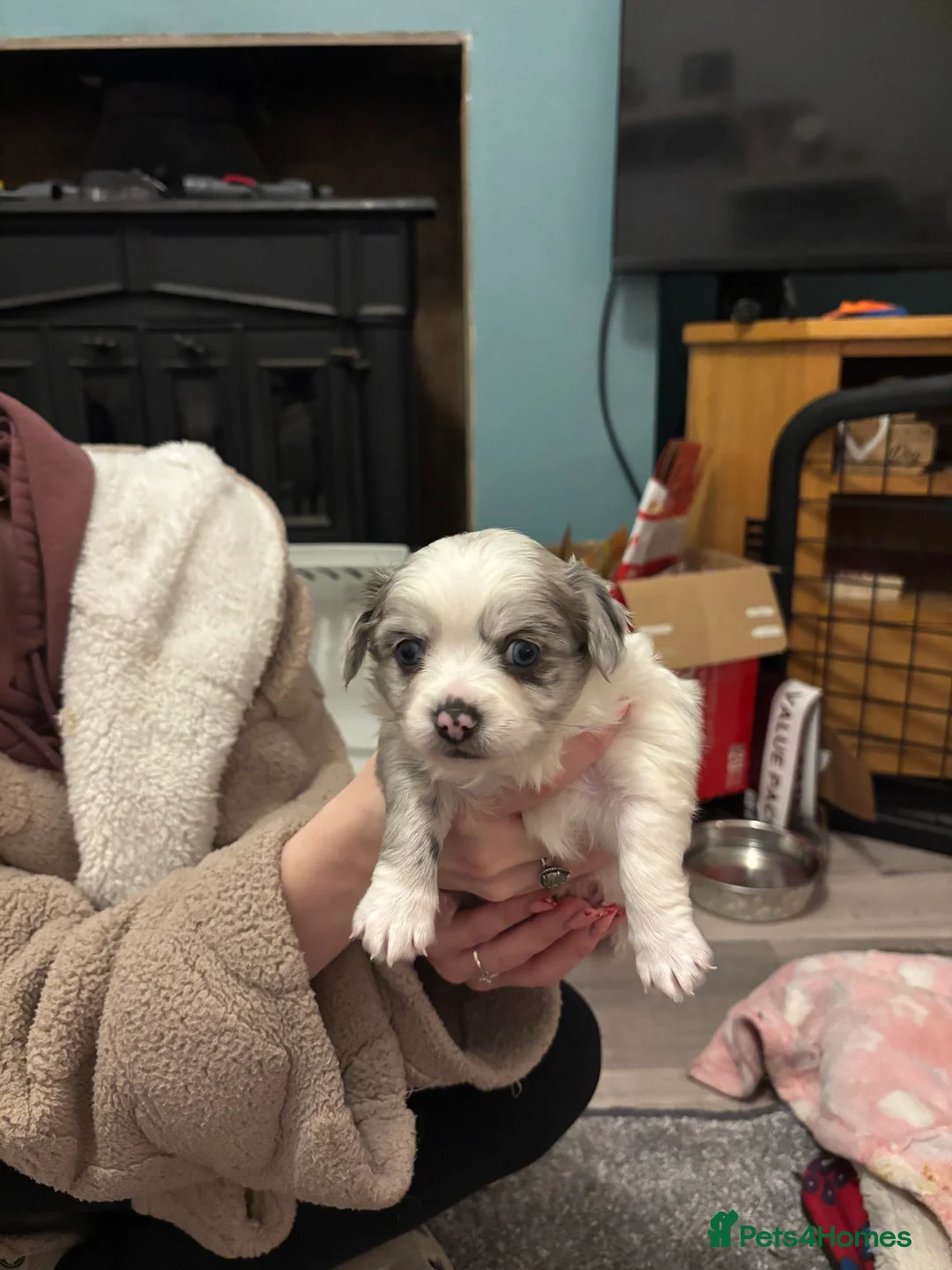 Chiweenie dogs for sale: Chiweenie for sale  - Advert 7