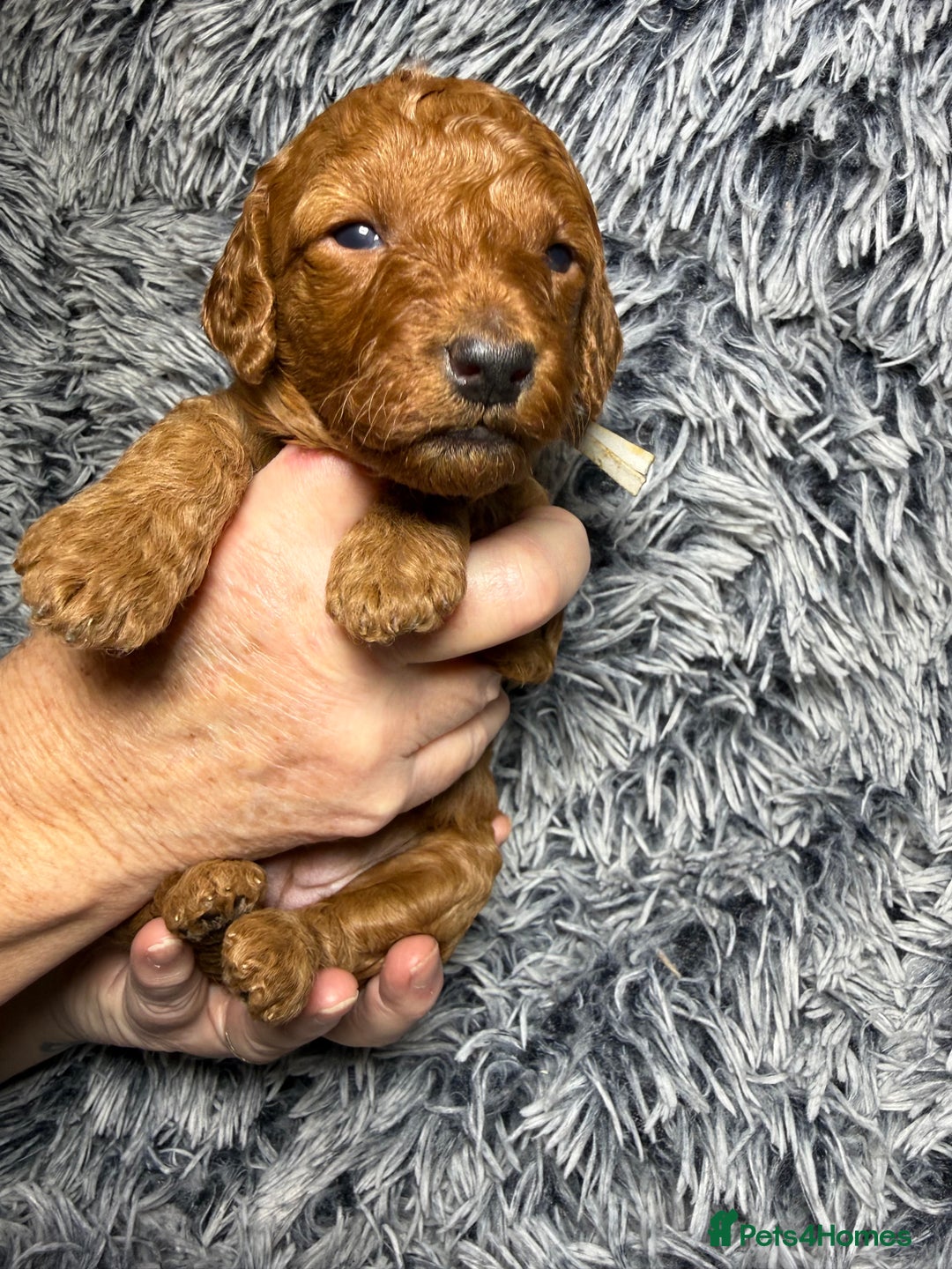 Labradoodle dogs for sale: Exceptional F1BB Labradoodle Puppies - Home Raised - Advert 8