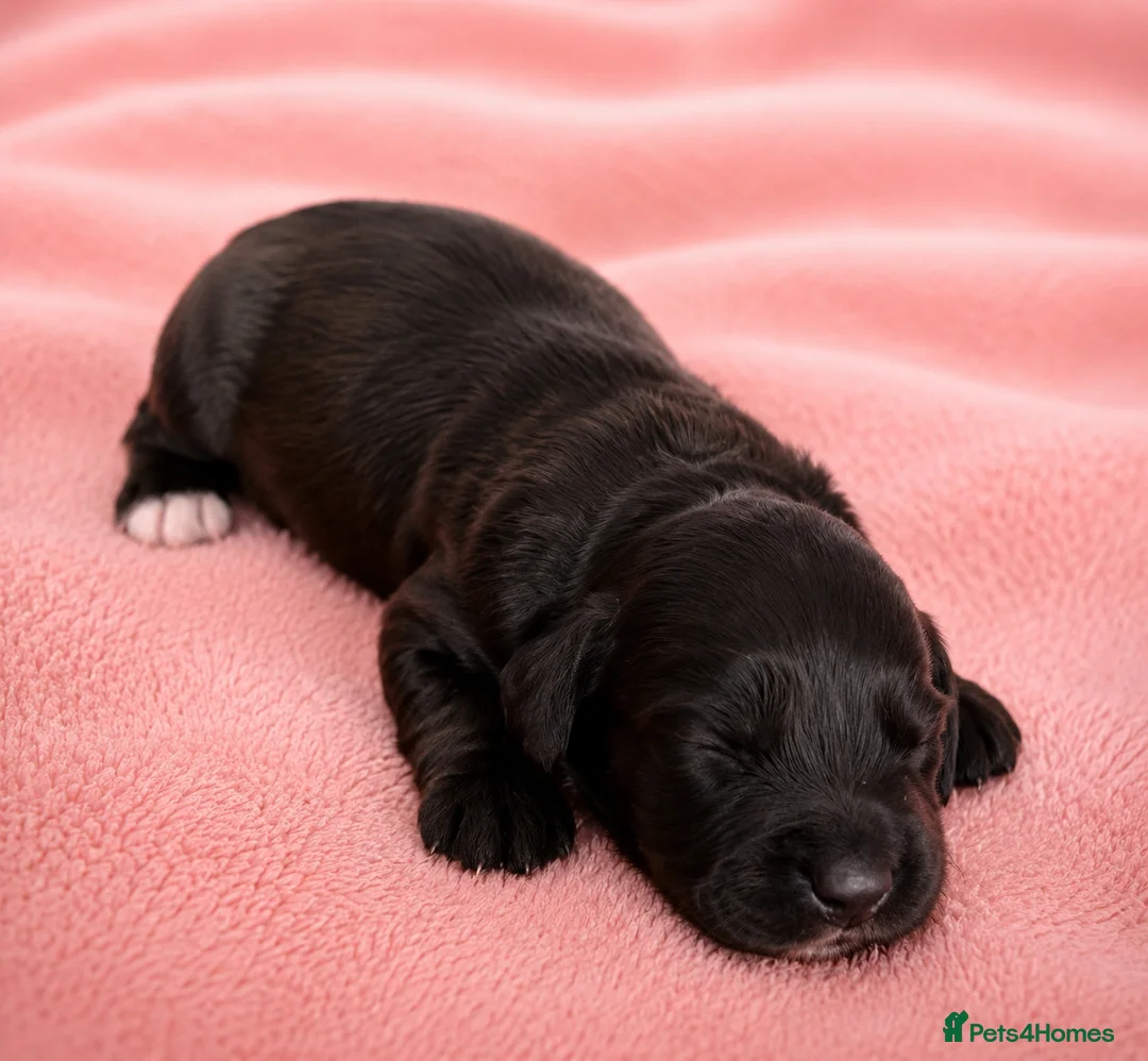 Mixed Breed dogs for sale: Cavapoo x Cocker pups Merle, chocolate, tri, tan - Advert 15