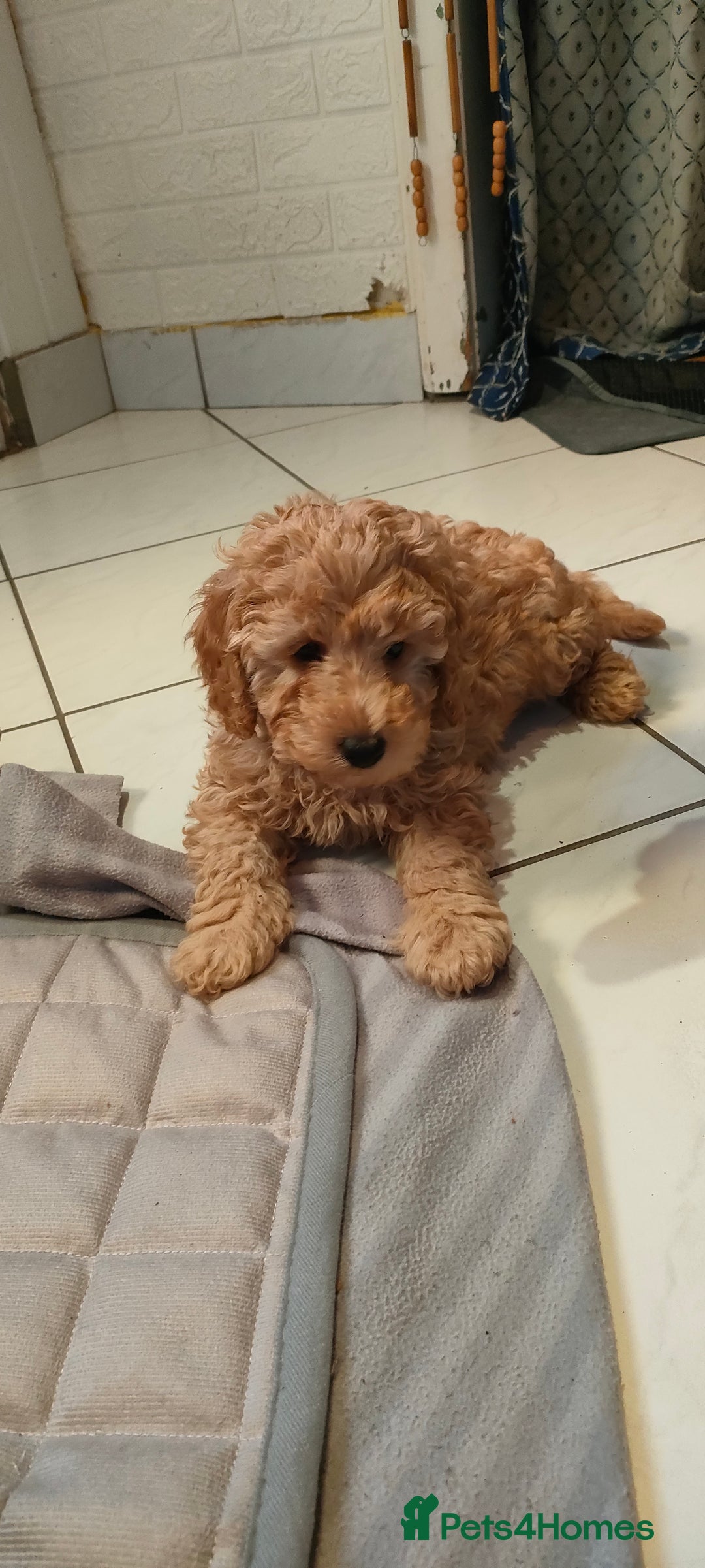 Mixed Breed dogs for sale: Miniature poodle  - Advert 2