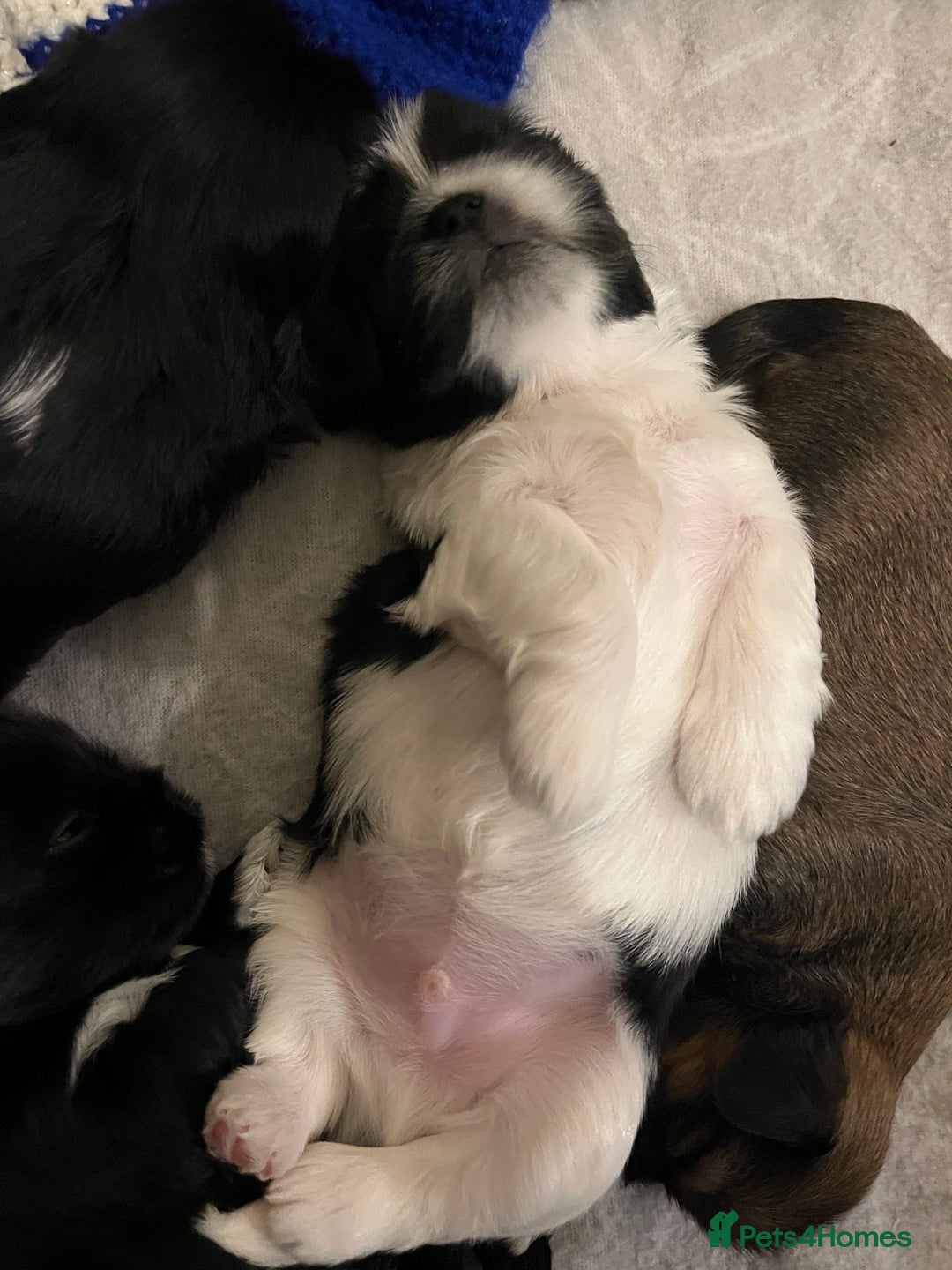 Lhasa Apso dogs for sale: Lhasa Apso Male Puppies for Sale  - Advert 16