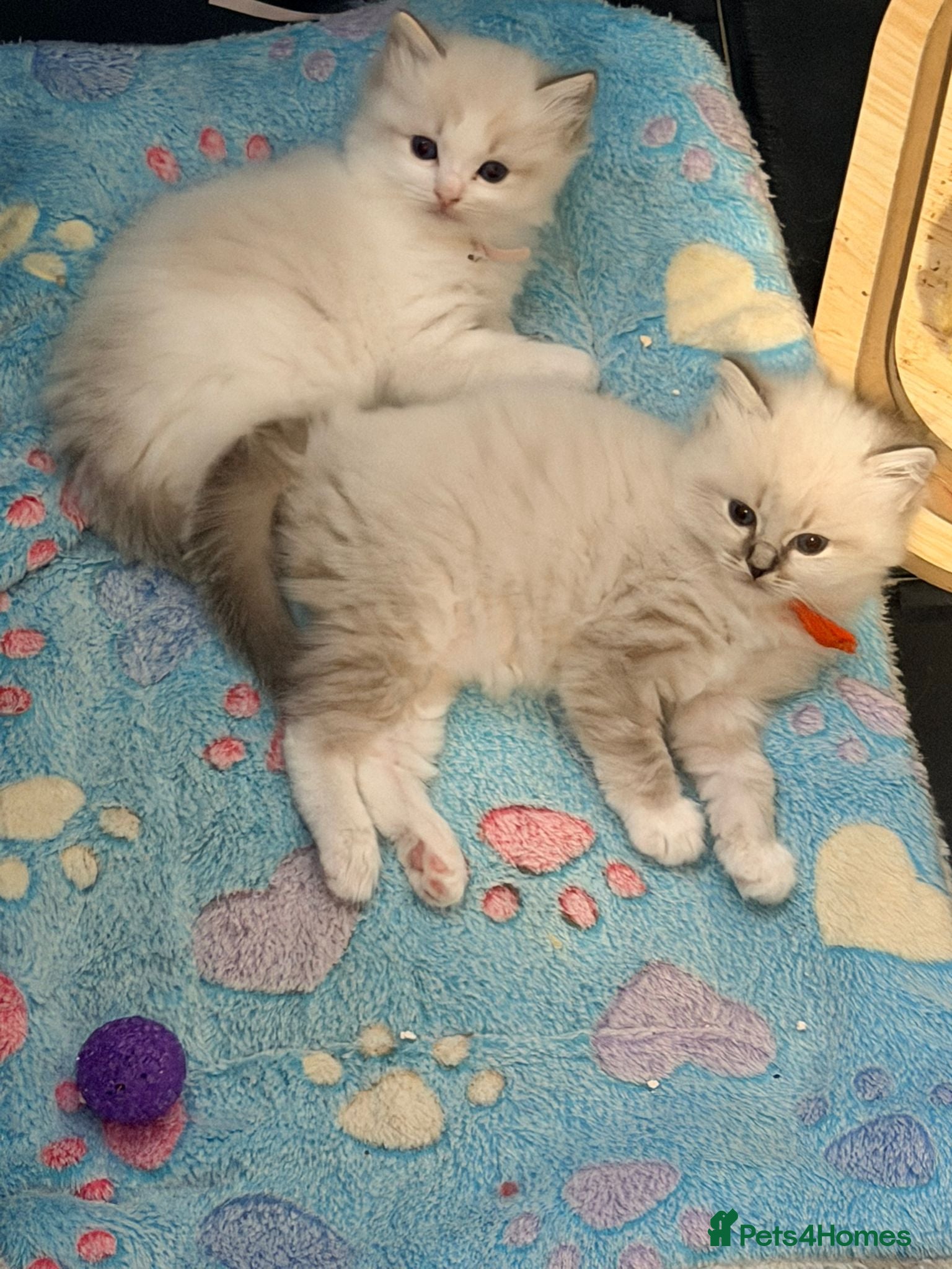 Ragdoll cats Huge ragdoll kittens looking for a  home  - Advert 6