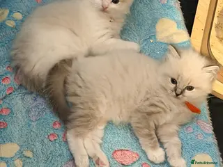 Ragdoll cats Huge ragdoll kittens looking for a home - Advert 1