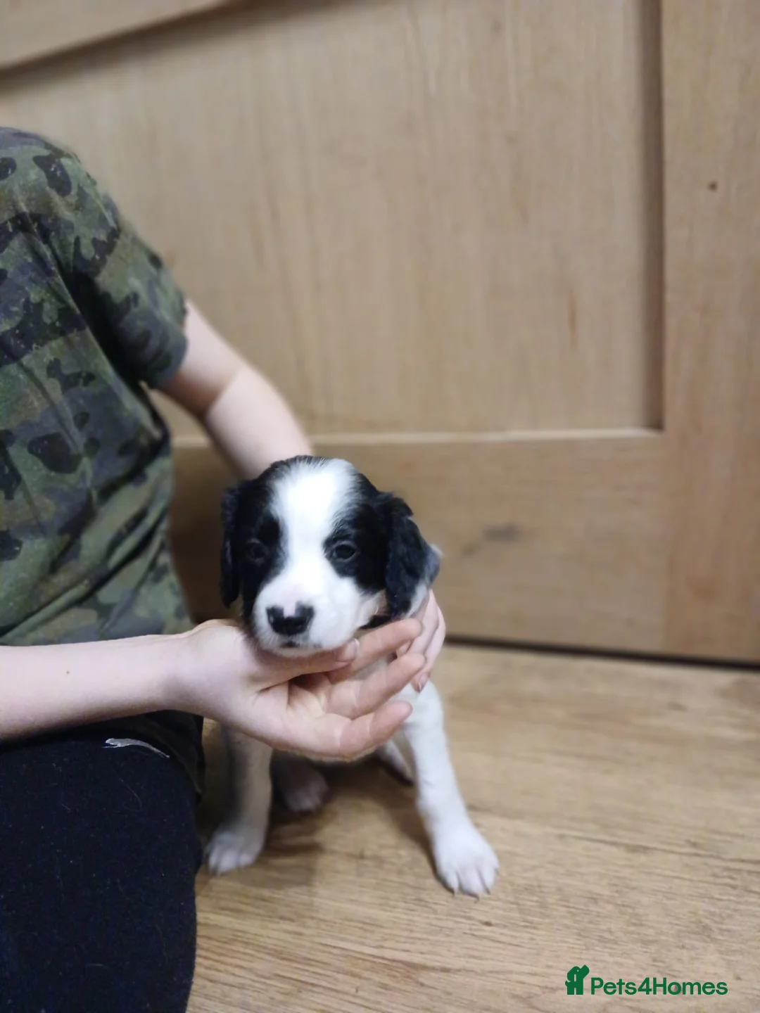 Mixed Breed dogs for sale: Beautiful Collie x Sprocker Puppies - Advert 11