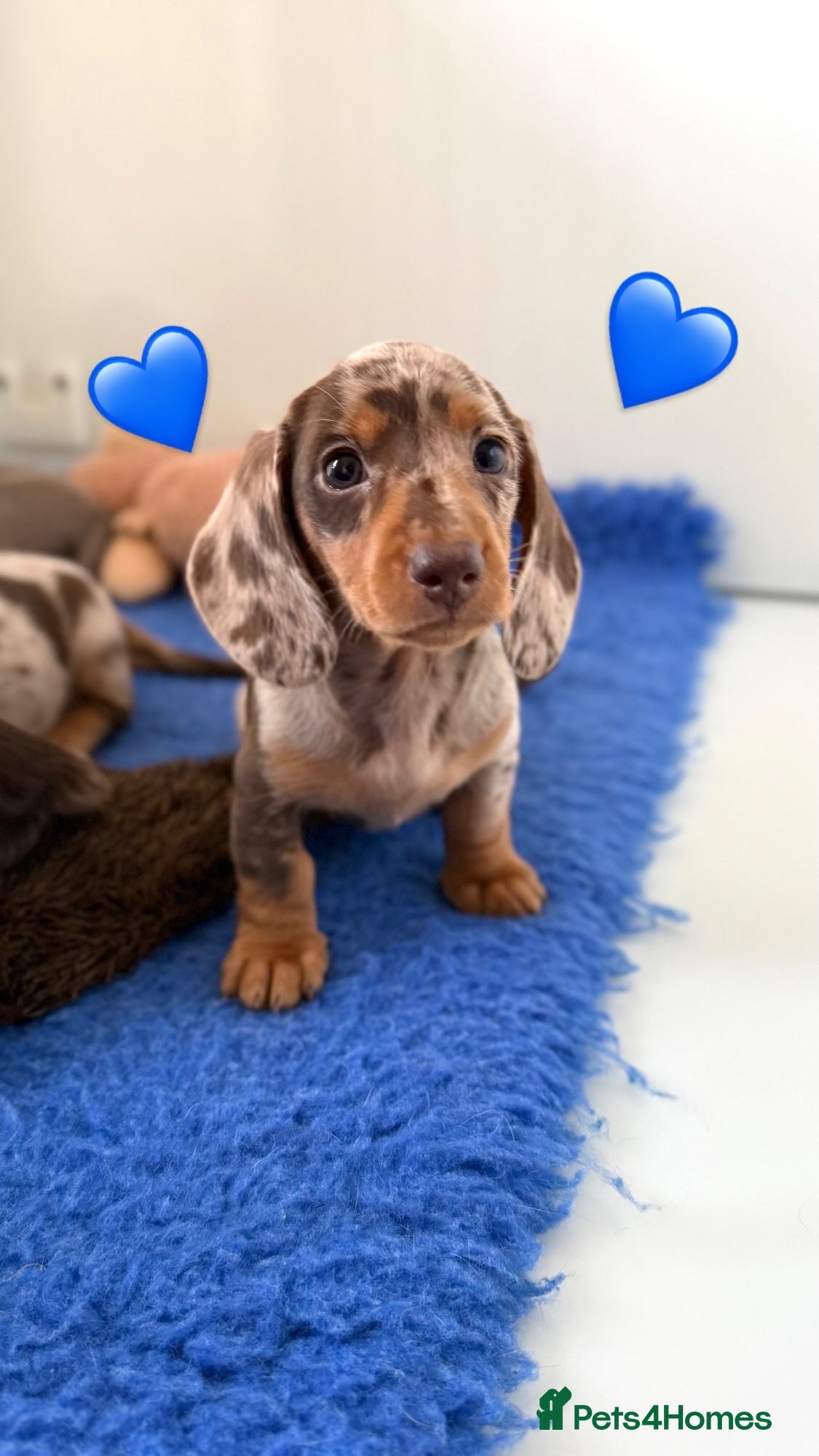 Miniature Dachshund dogs Quality miniature long hair & smooth hair puppy's - Advert 1