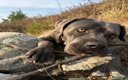 Cane Corso dogs for sale: Beautiful 2-Year-Old Cane Corso Loving & Trained - Image 12