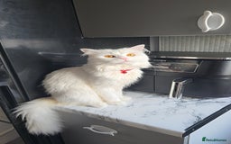 Siberian cats for stud: Pure white Siberian for stud - Image 2