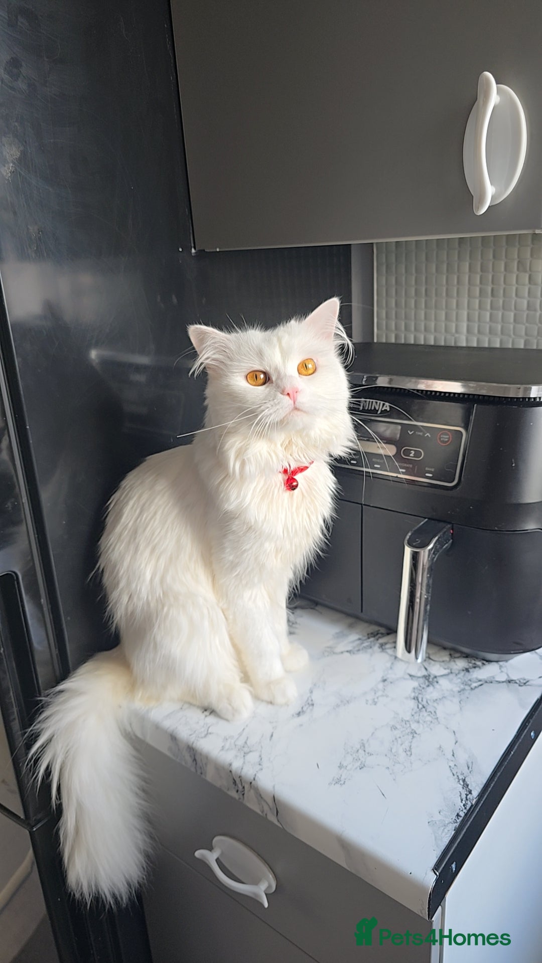 Siberian cats for stud: Pure white Siberian for stud - Image 2
