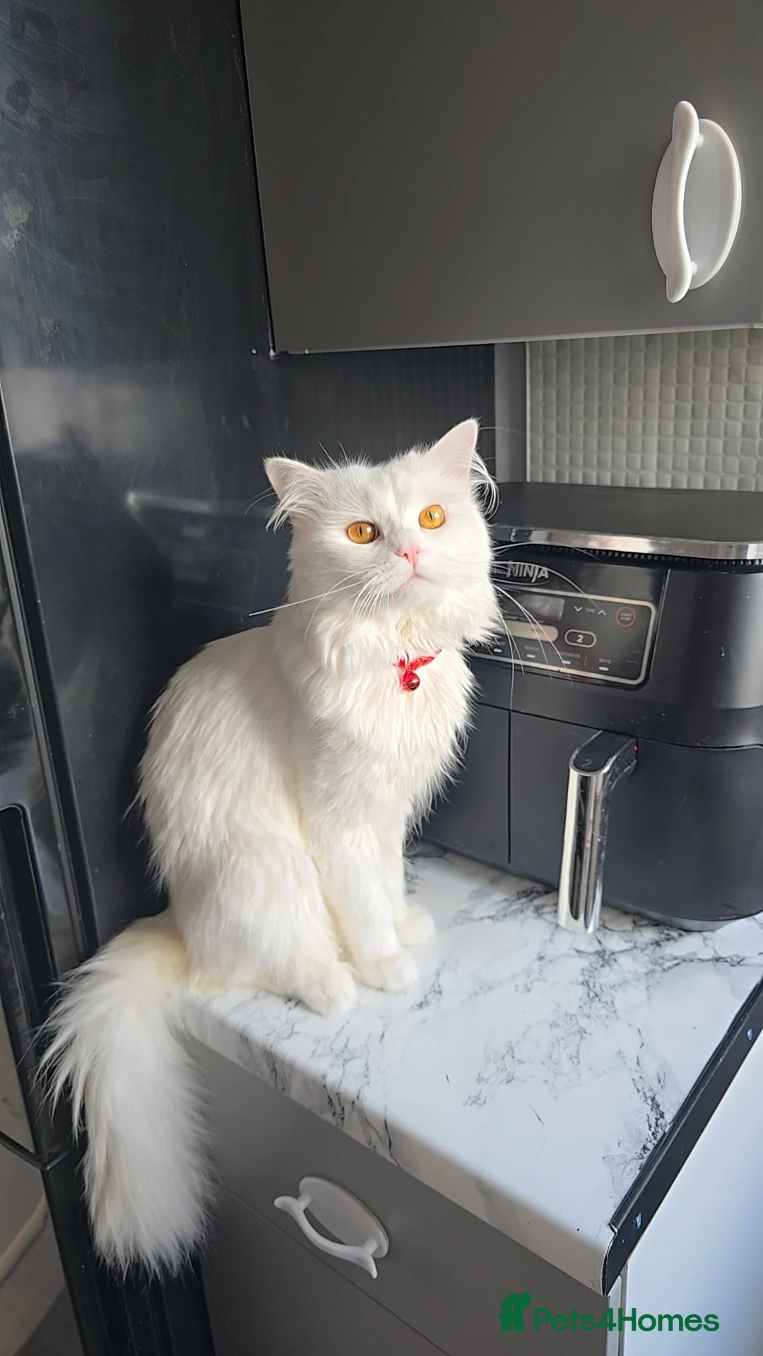 Siberian cats for stud: Pure white Siberian for stud - Advert 2