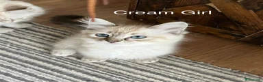 Cream Girl 