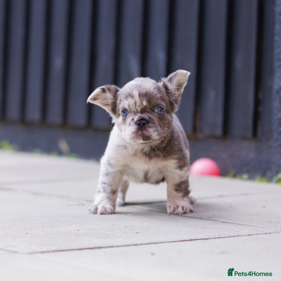 French Bulldog dogs for sale: Fluffy frenchies  - Image 5