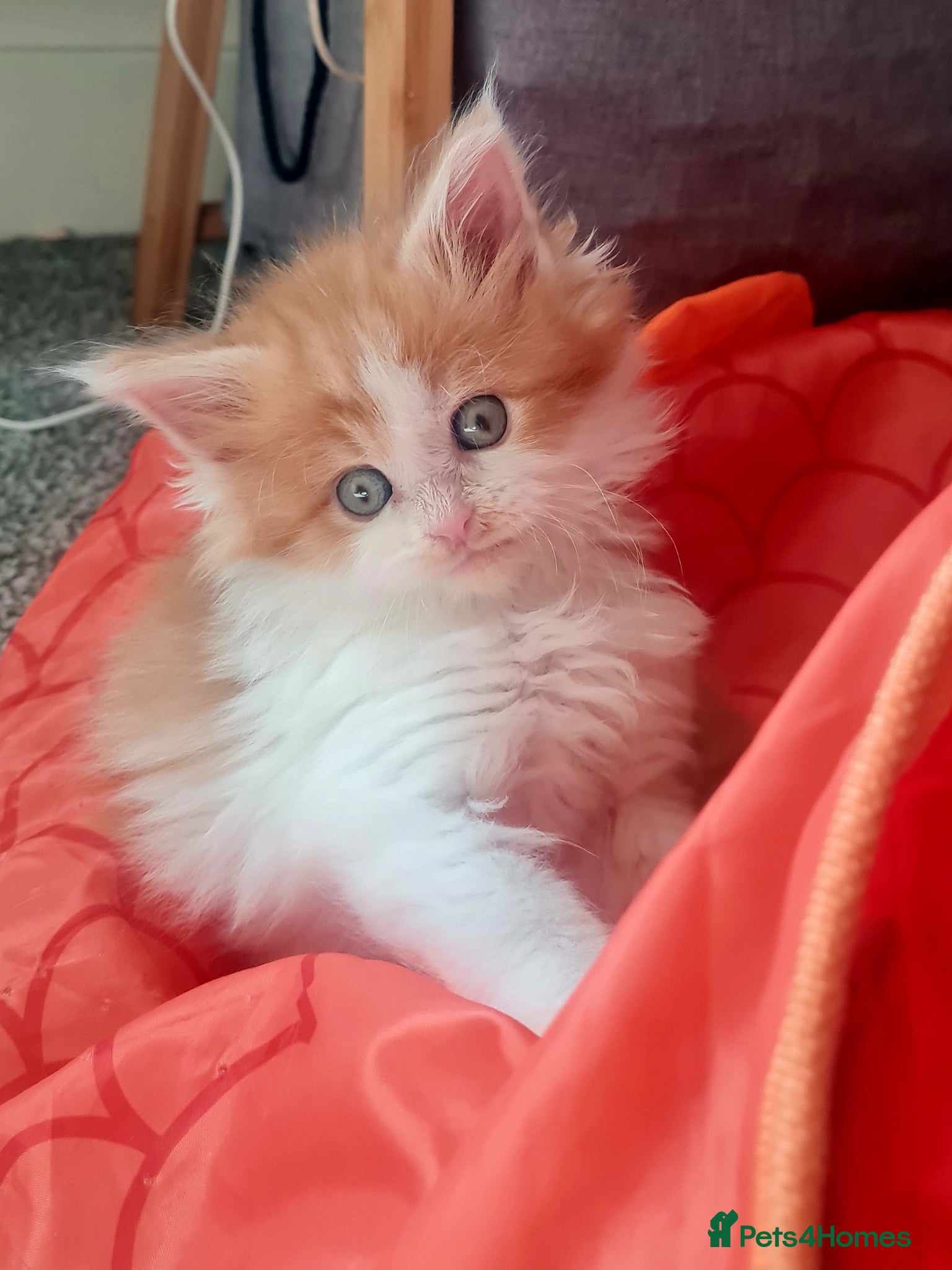 Maine Coon cats Gorgeous Mainecoons available  - Advert 4