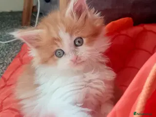 Maine Coon cats Gorgeous Mainecoons available - Advert 4