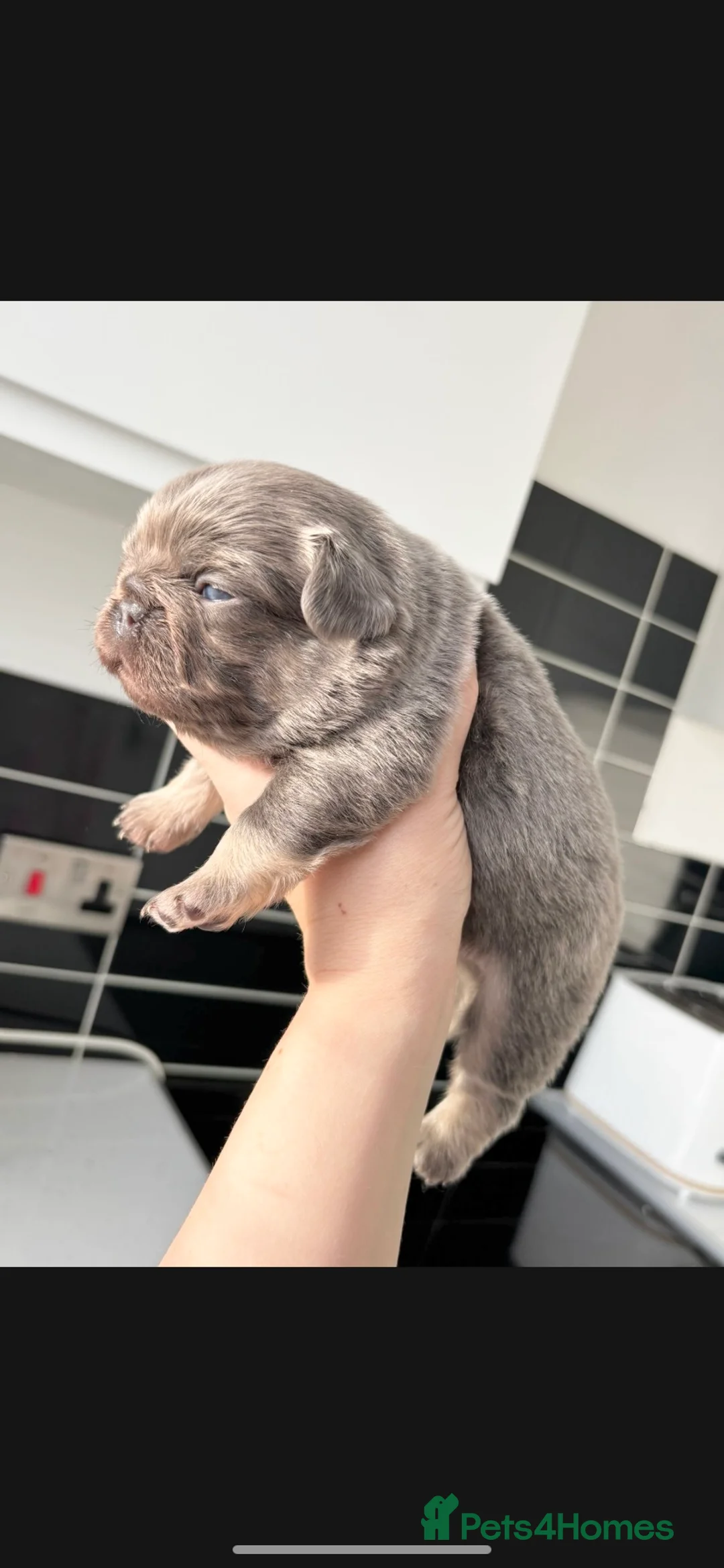 French Bulldog dogs for sale: FLUFFY FRENCH BULLDOG & FLUFFY CARRIER PUPPIES  - Advert 2