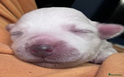 Bichon Frise dogs for sale: Bichon Maltese  - Image 6