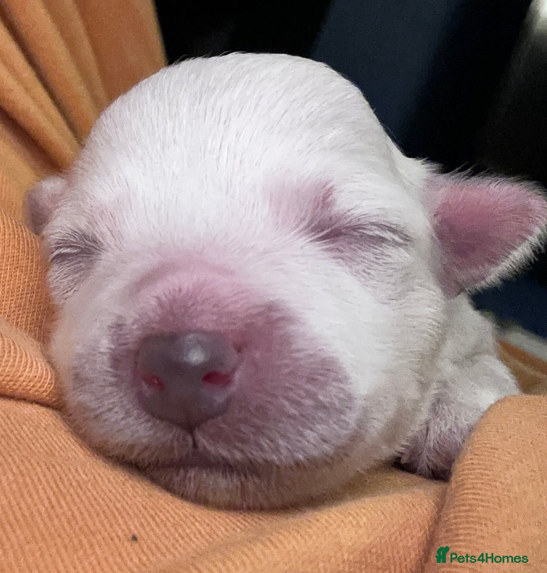 Bichon Frise dogs for sale: Bichon Maltese  - Image 6