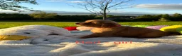 Golden Retriever dogs for sale: MGolden Retriever Puppies – Ready from 12th June - Advert 8