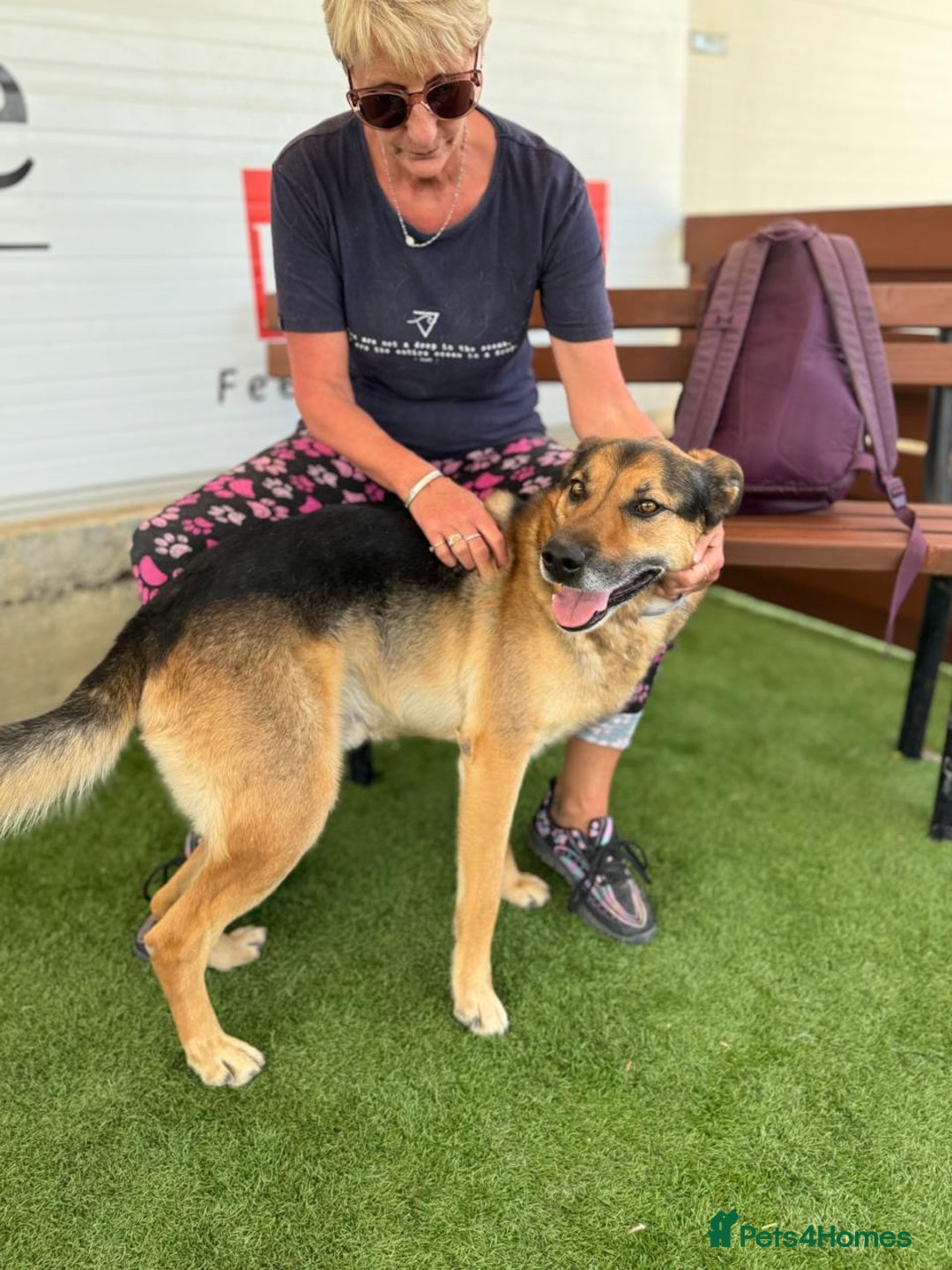 German Shepherd dogs for adoption: The sad story of Bruno - Advert 4