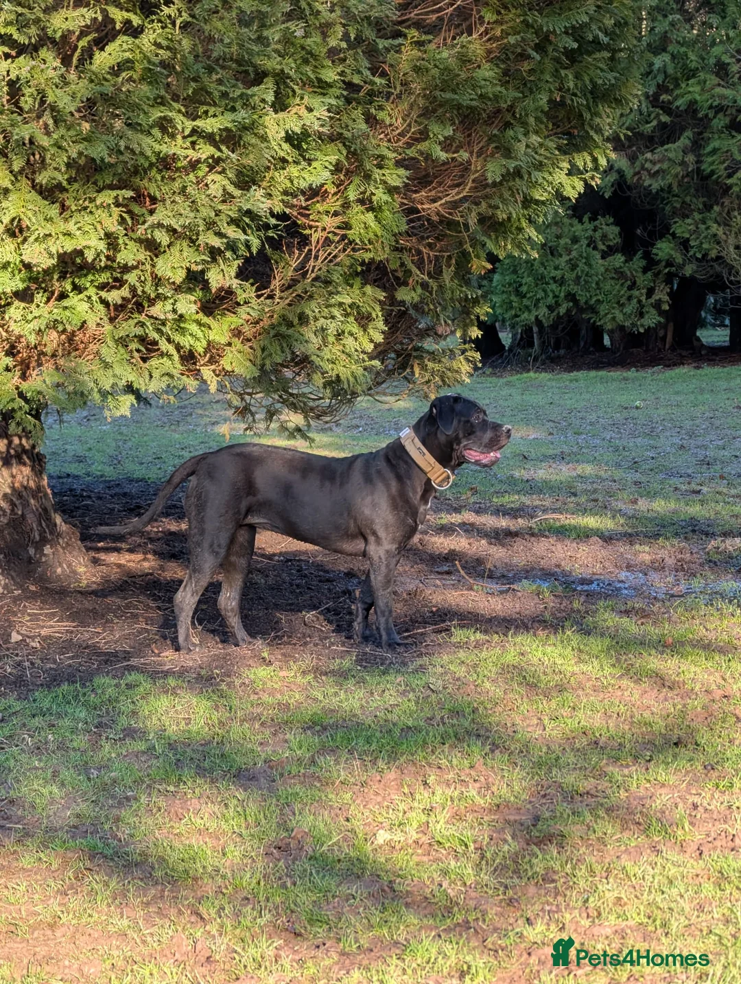 Mixed Breed dogs for sale: Canecorso cross borbel  - Advert 5