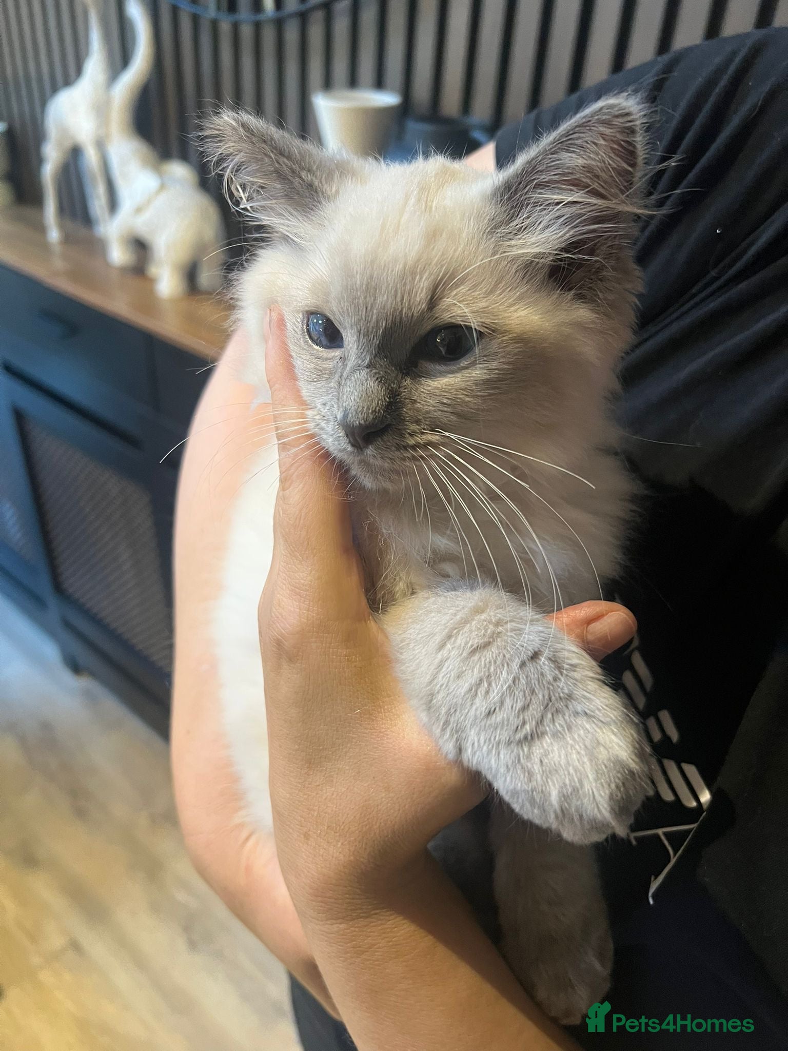 Ragdoll cats Male Ragdoll kitten - Advert 1