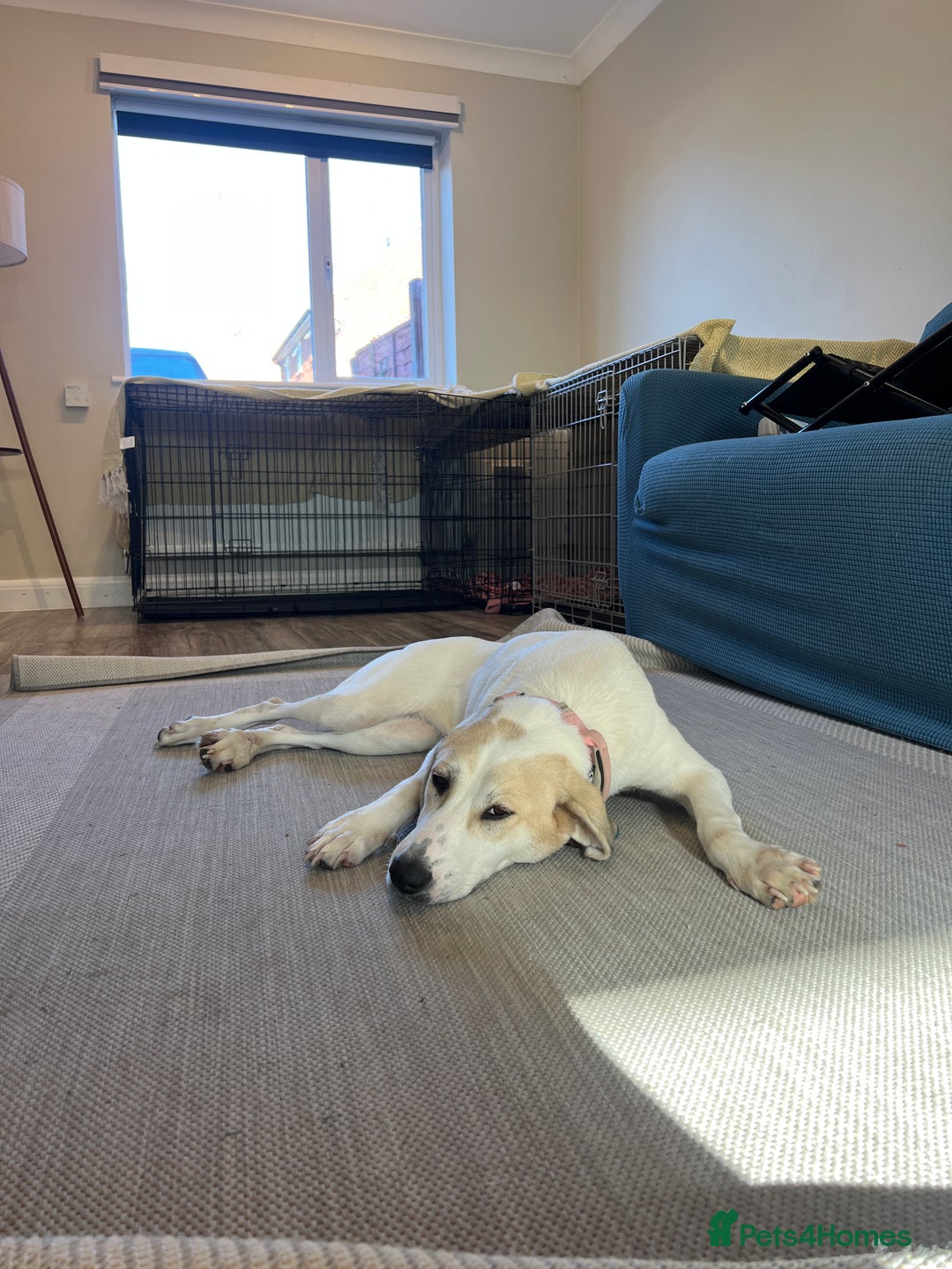 Mixed Breed dogs for adoption:  🧡 Cheeky Becca is Ready for her forever home!  - Image 10
