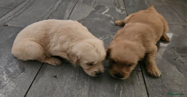 Golden Retriever dogs - Advert 6