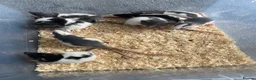 Rat rodents for sale: Rat babies in Swansea - Advert 7