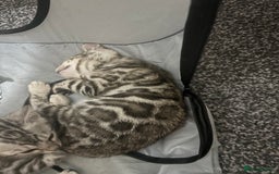 Bengal cats for sale: Beautiful Bengal kittens  - Image 5