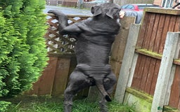 Cane Corso dogs for stud: Cane corso looking for a lover  - Image 7