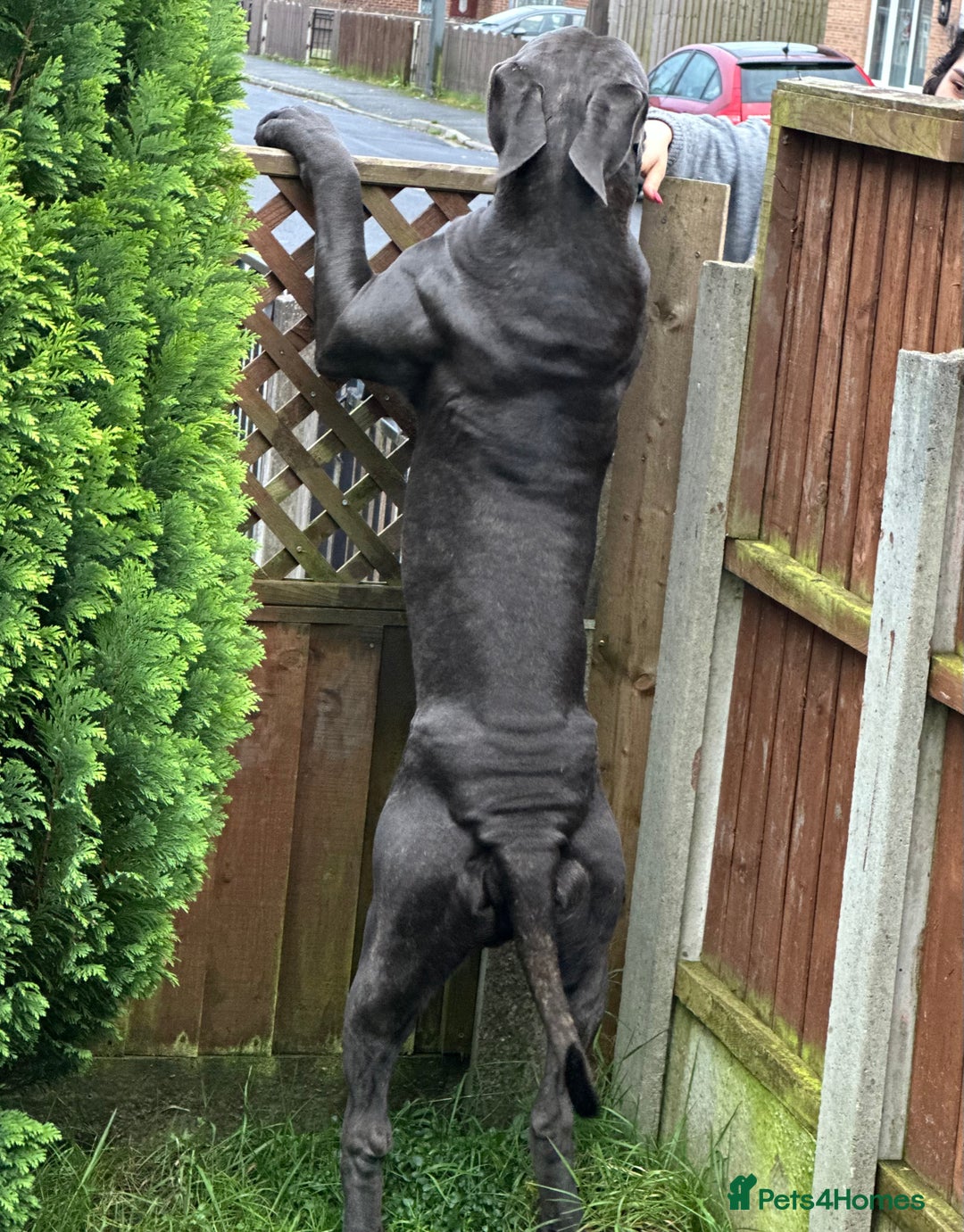 Cane Corso dogs for stud: Cane corso looking for a lover  - Image 7