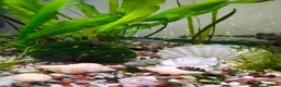 Other/Mixed Breed fish for sale: Working aquarium  in Waltham Abbey - Advert 3