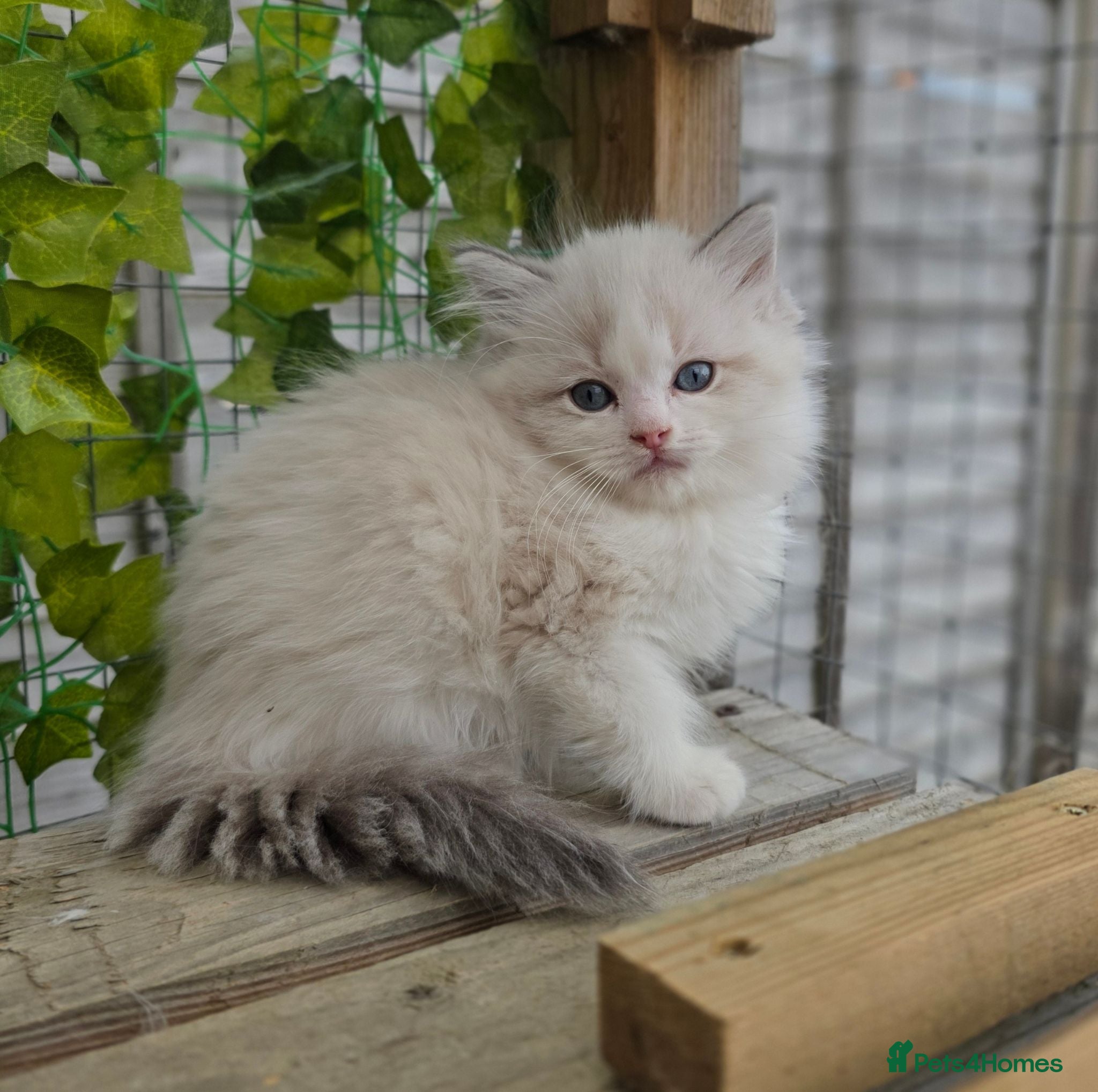 Ragdoll cats 💓please read🩵🏆European Champion lines 💫Tica - Advert 2
