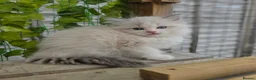 Ragdoll cats for sale: 💓please read🩵🏆European Champion lines 💫Tica - Advert 9