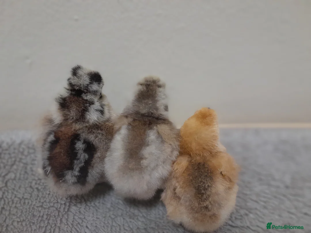 Chickens poultry for sale: Bantam Silkie Hatching Eggs Collection/Posted - Advert 3