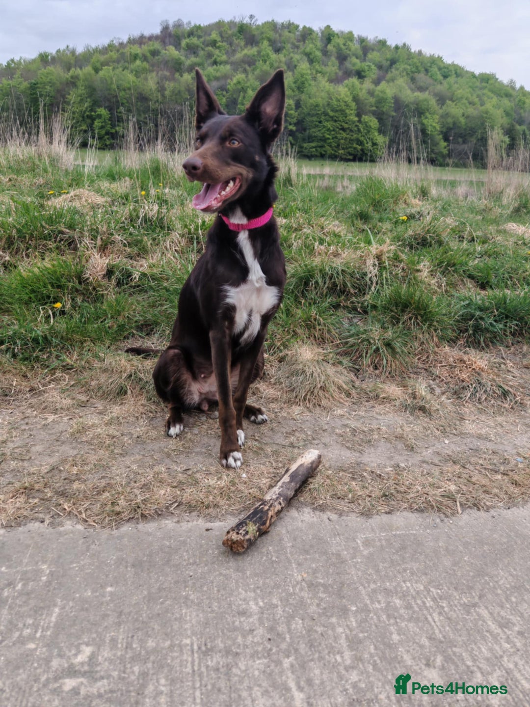 Mixed Breed dogs for sale: Bella  - Image 3