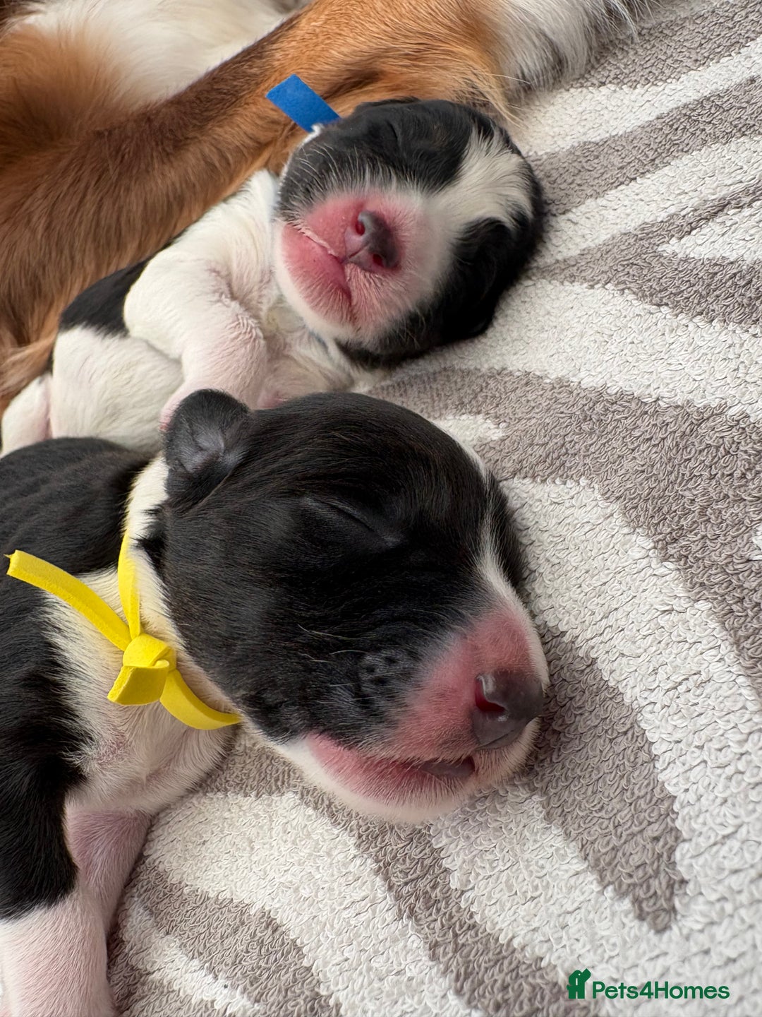 Bordoodle dogs for sale: Bordoodle Pups - Image 38