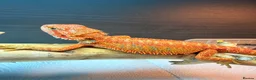 Bearded Dragon reptiles for sale: Stunning Baby Bearded Dragons – Monster x Spanish  - Advert 3