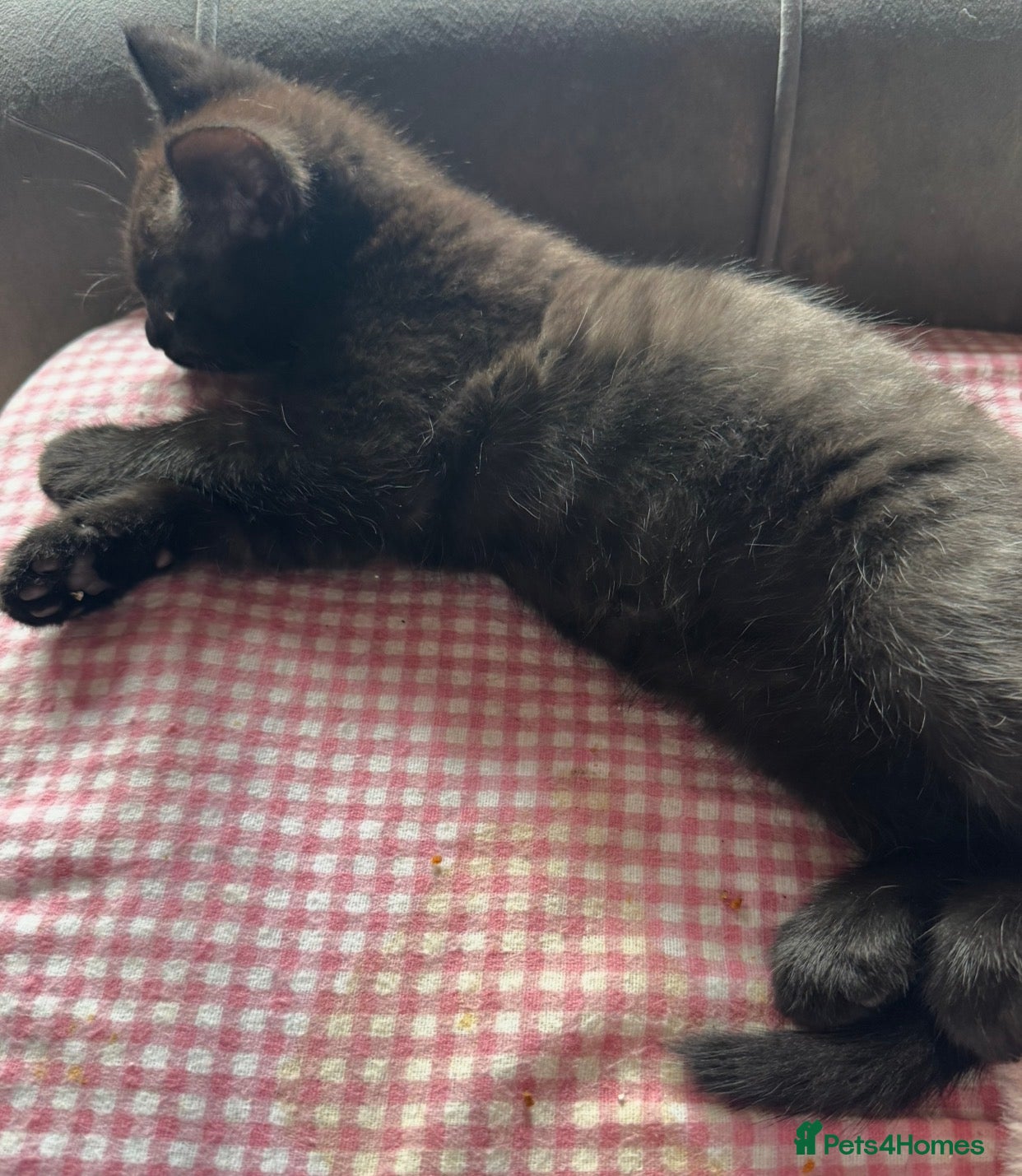 Mixed Breed cats 🐾 Four gorgeous fluffy black kittens 🐾 £200 🌟 - Advert 2