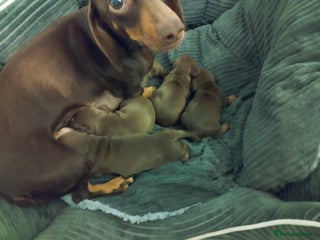 Miniature Dachshund dogs Chocolate mini dachshund - Advert 1